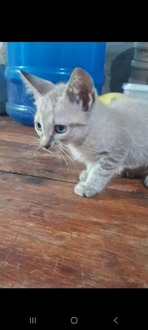 DOAÇÃO DE 2 GATINHOS 