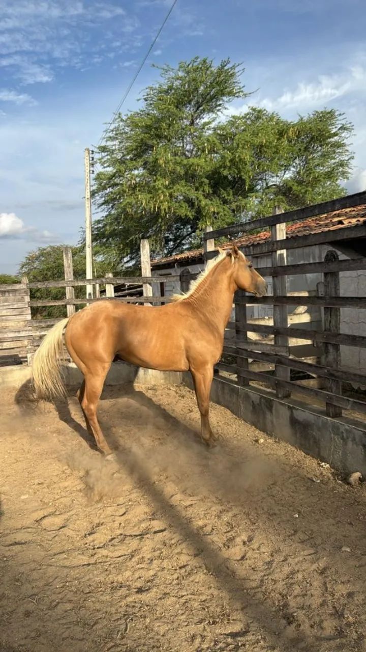 Cavalo Quarto de Milha - Pelagem Palomino - Foto 4