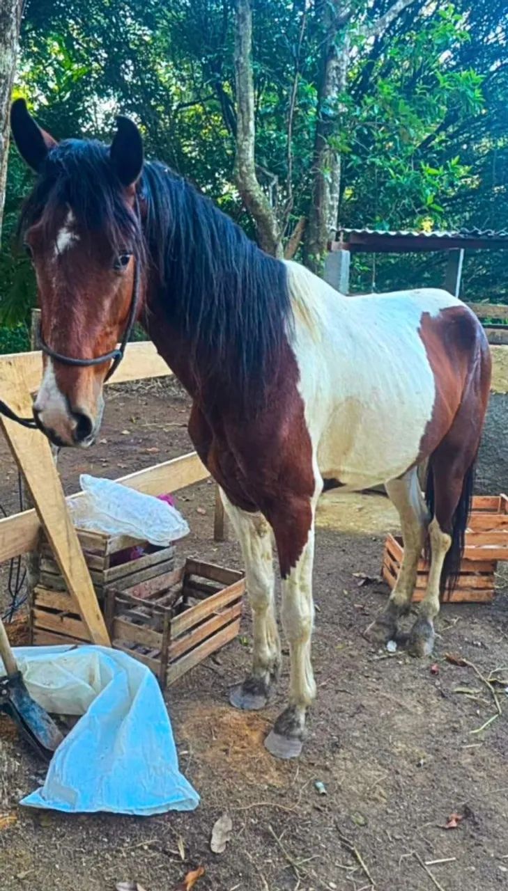 Cavalo Pampa de Castanho Mangalarga - Foto 5