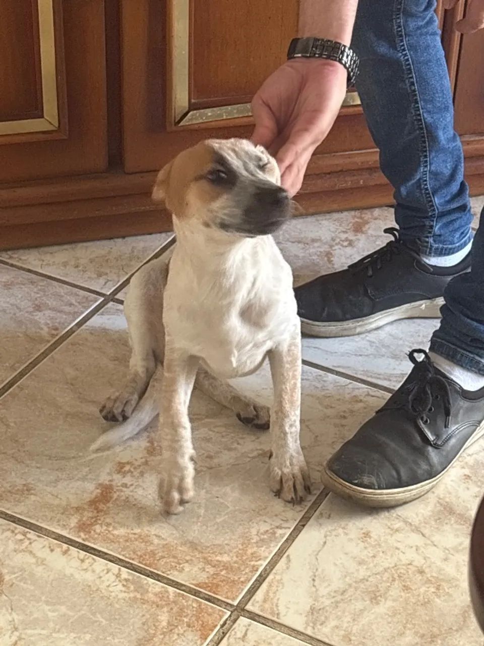 Cachorro