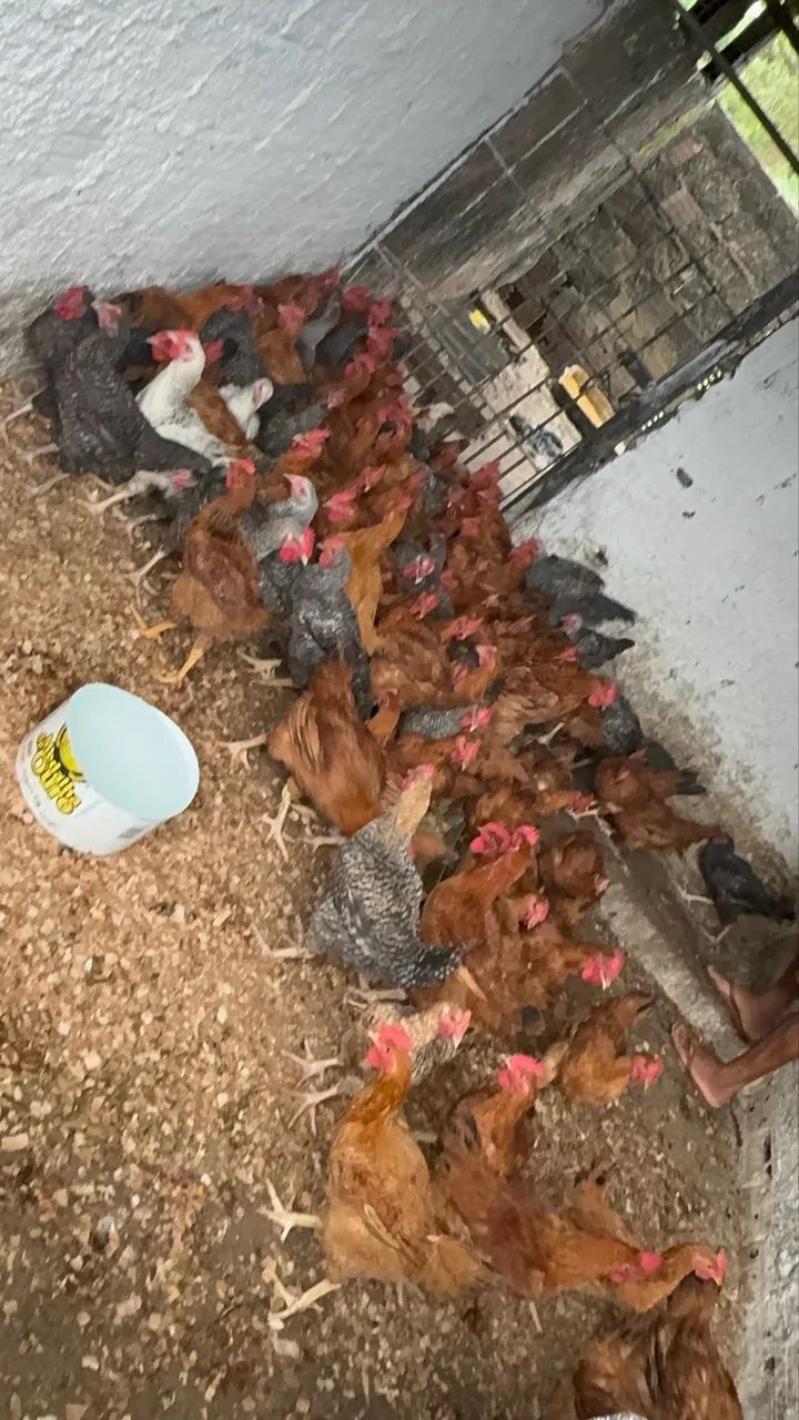 Vendo galinha rodilan - Foto 3