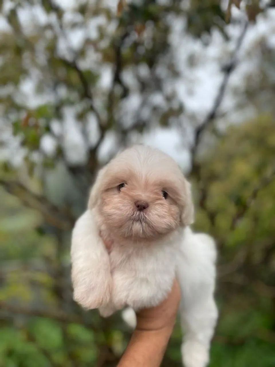 Belos shih Tzu  - Foto 2