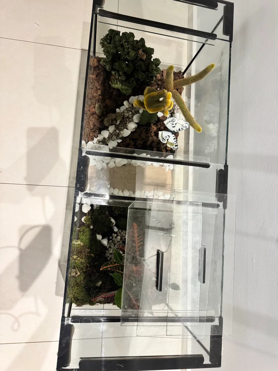 Terrário  - Foto 2