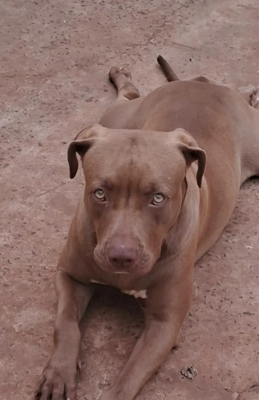 Filhotes de Pitbull