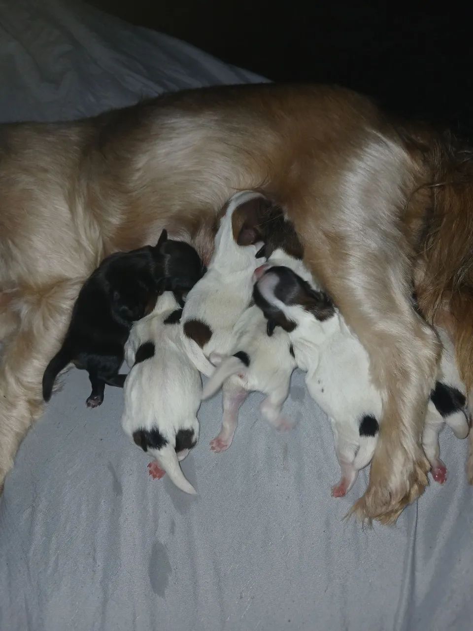 Cachorro  - Foto 5