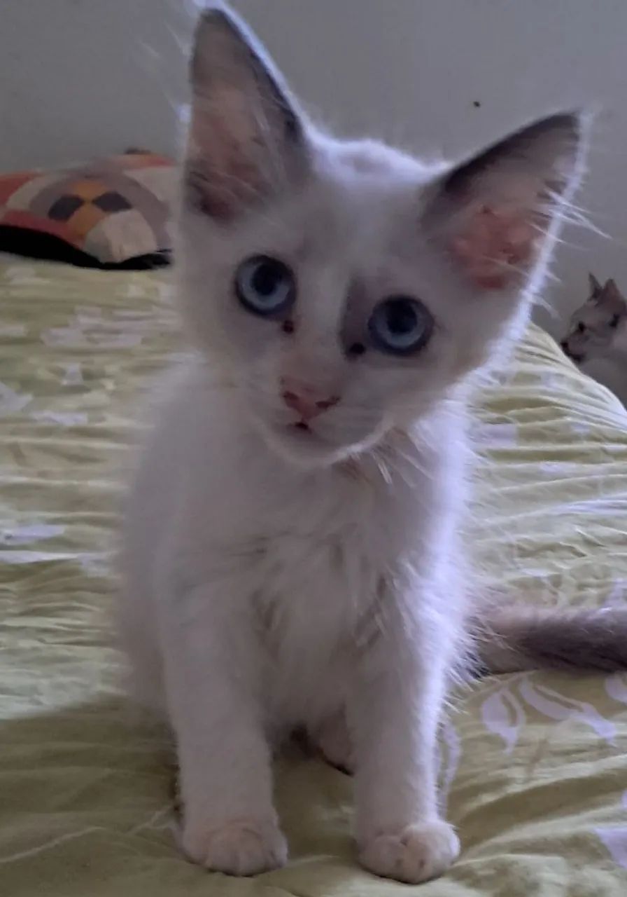 Gatinha para adoção  - Foto 3