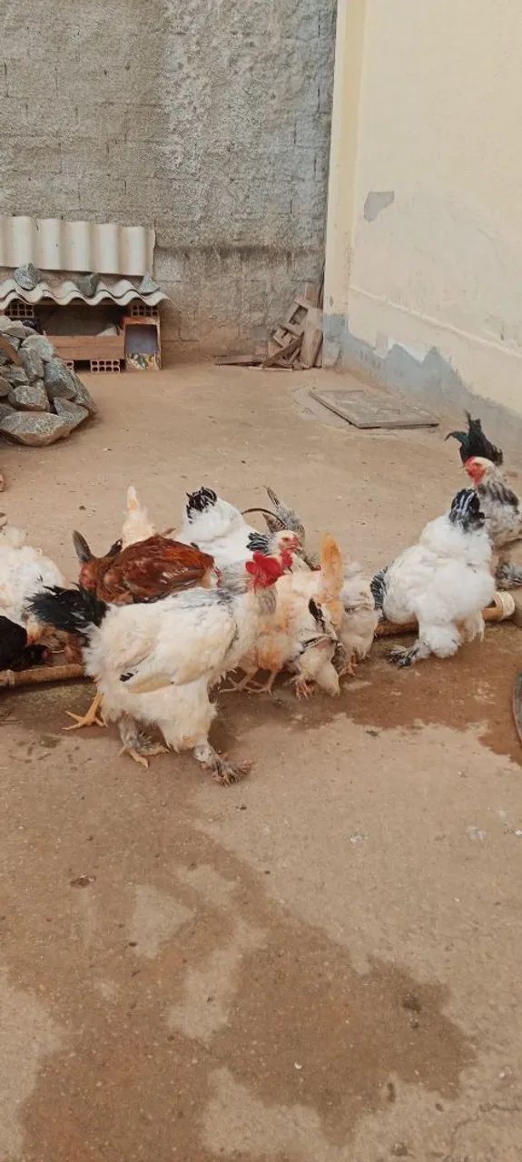 Brahma light  - Foto 3