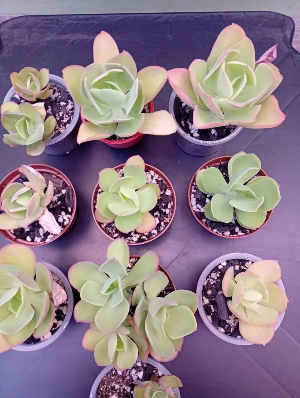 Suculenta Ech. Pálida lote com 10 vasos 