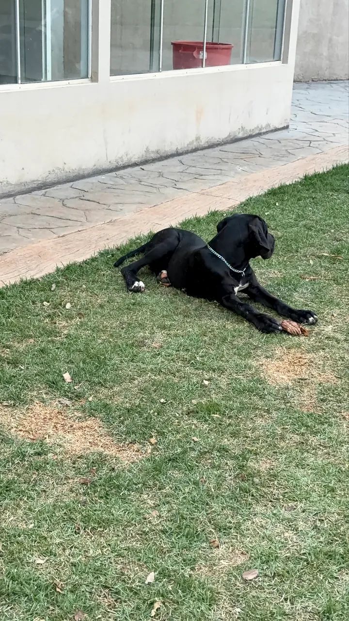 Dogue alemão  - Foto 2