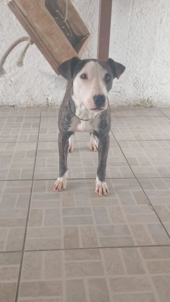 Mestiça pitubul  - Foto 2