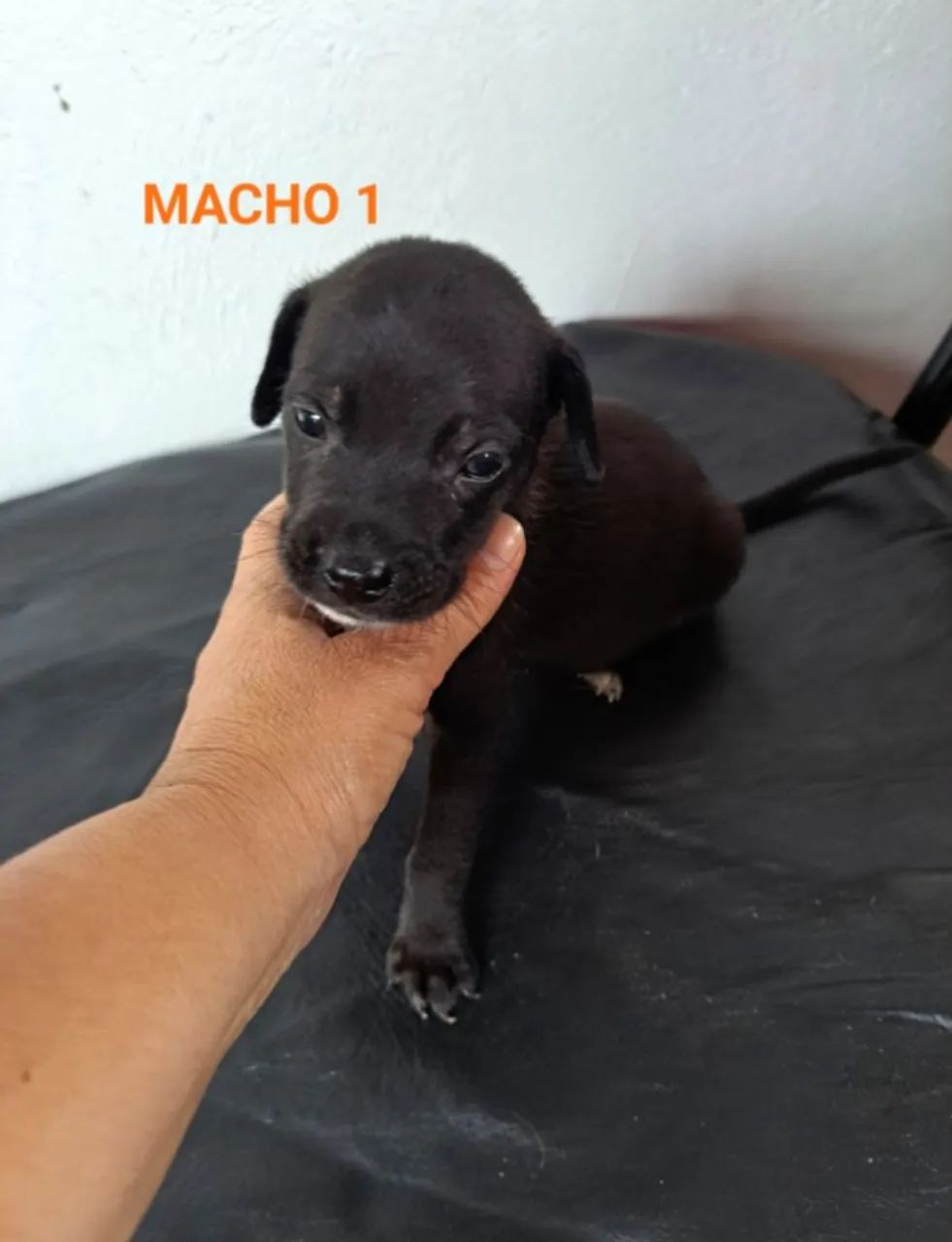 Cães Para Adoção  - Foto 2