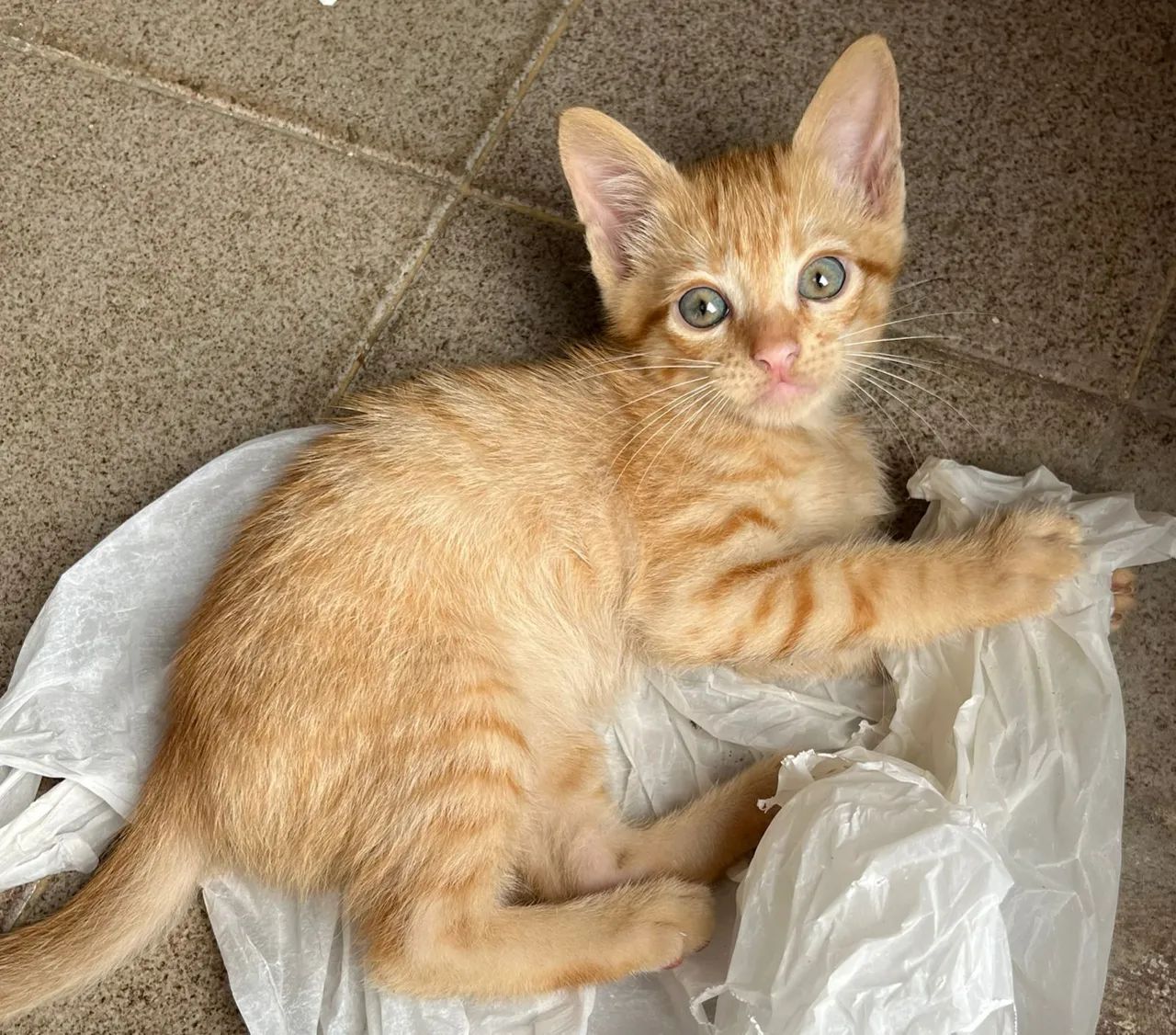 Gatos para adoção  - Foto 4