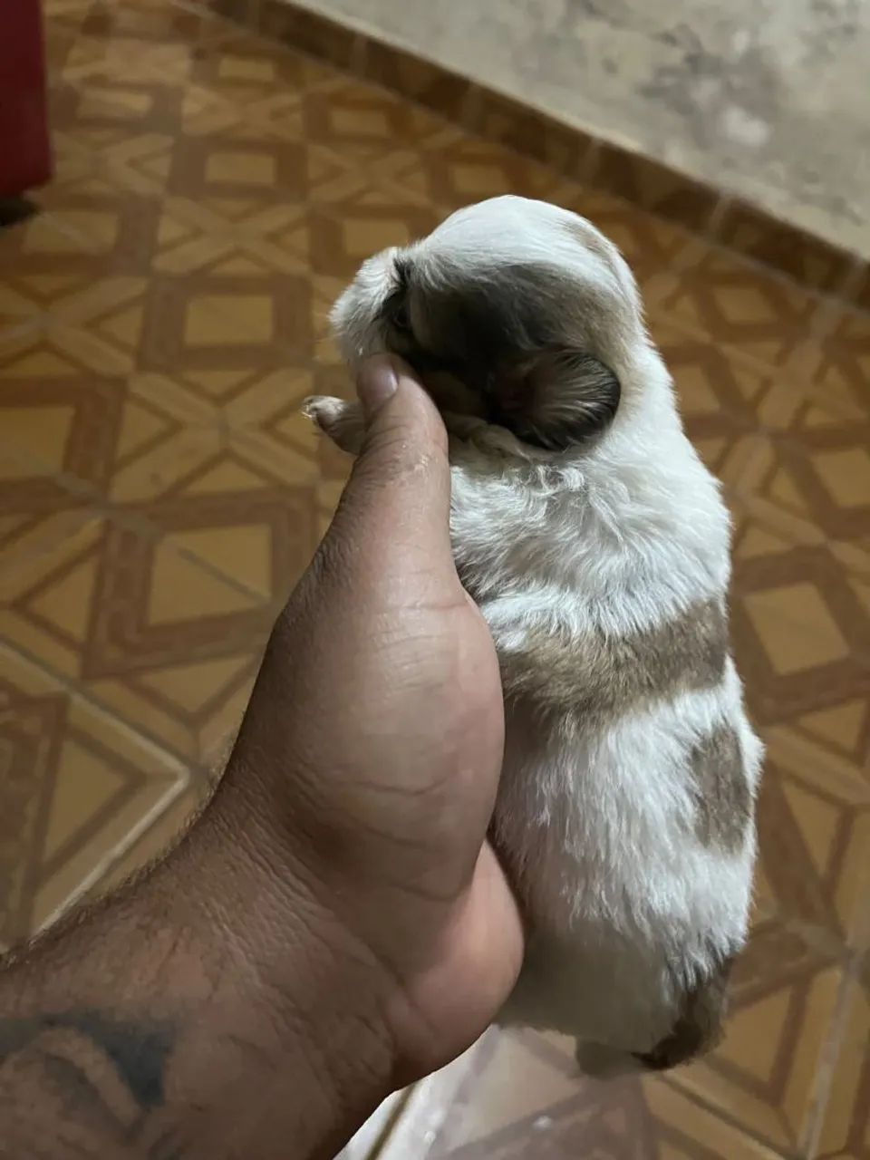 Cachorro Shiatsu  - Foto 3