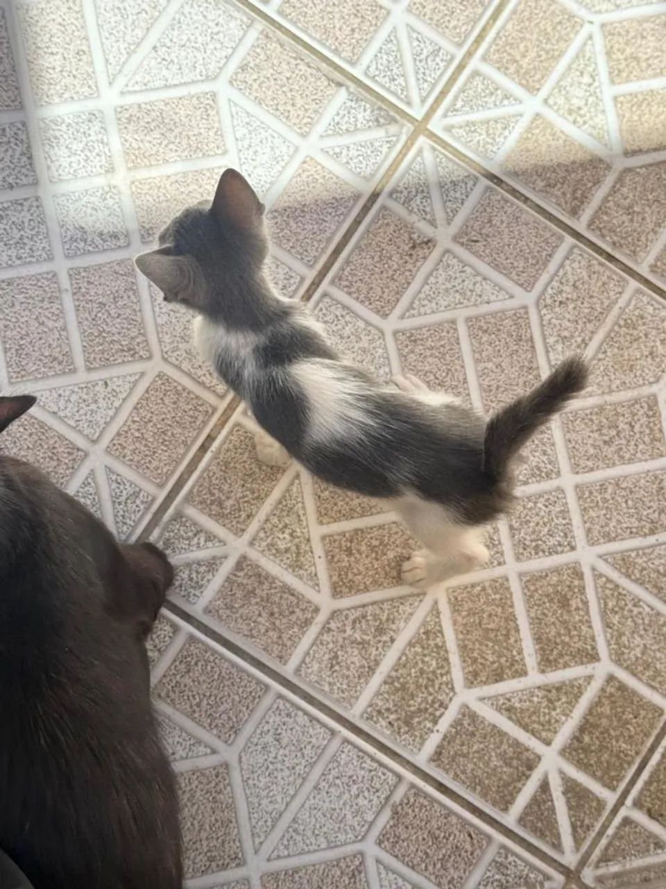 ADOÇÃO RESPONSÁVEL GATINHOS - Foto 3