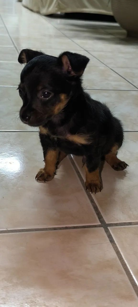 Filhote de Pinscher 1 