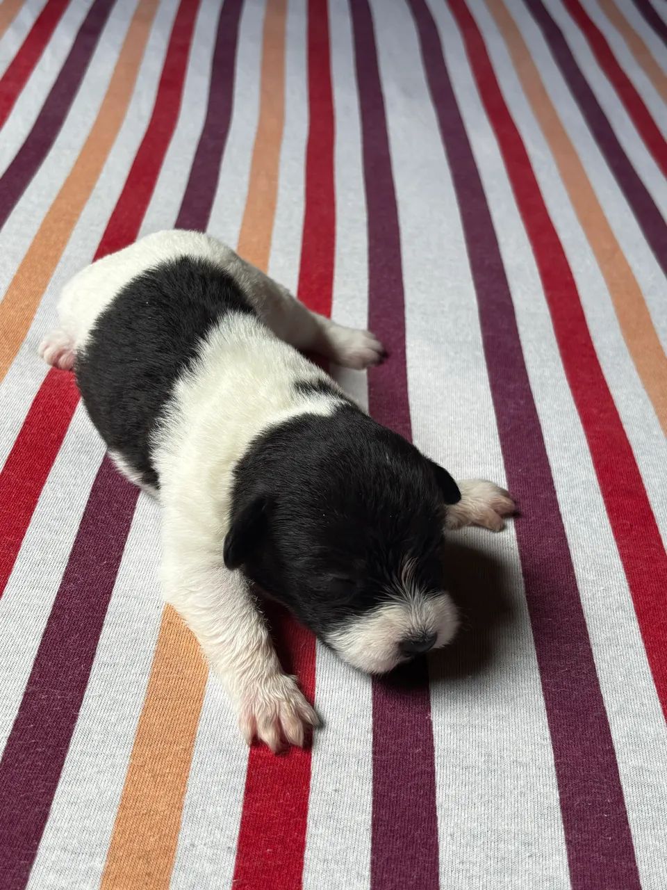 shih tzu com poodle - Foto 2