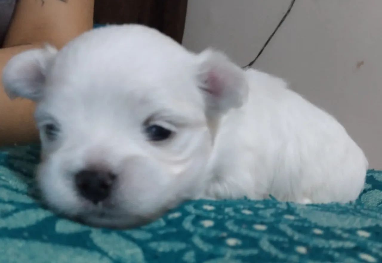 Maltês macho mini 