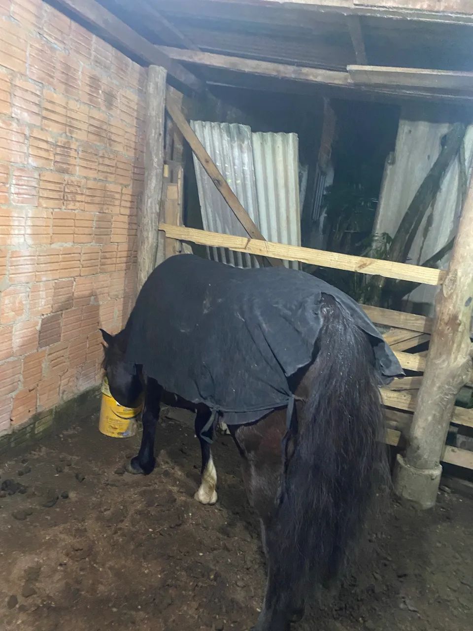 Vendo cavalo de laço  - Foto 5