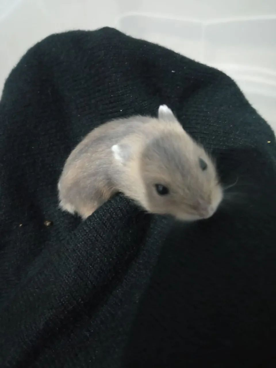Hamister  - Foto 2
