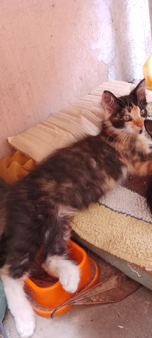 Gatos filhotes (gatinhas fêmeas de 5 meses) sendo uma Escaminha três cores e uma Pretinha