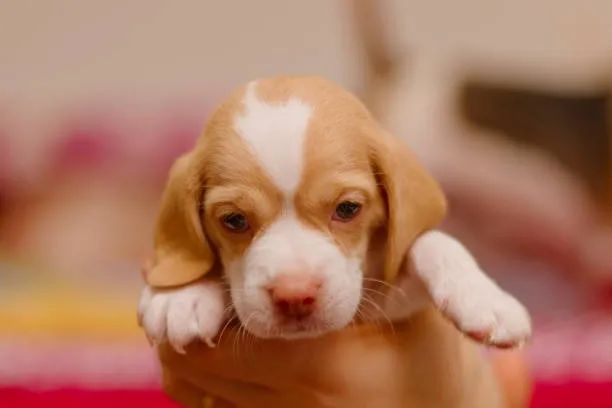 Lindos Beagle de Excelente Temperamento ?