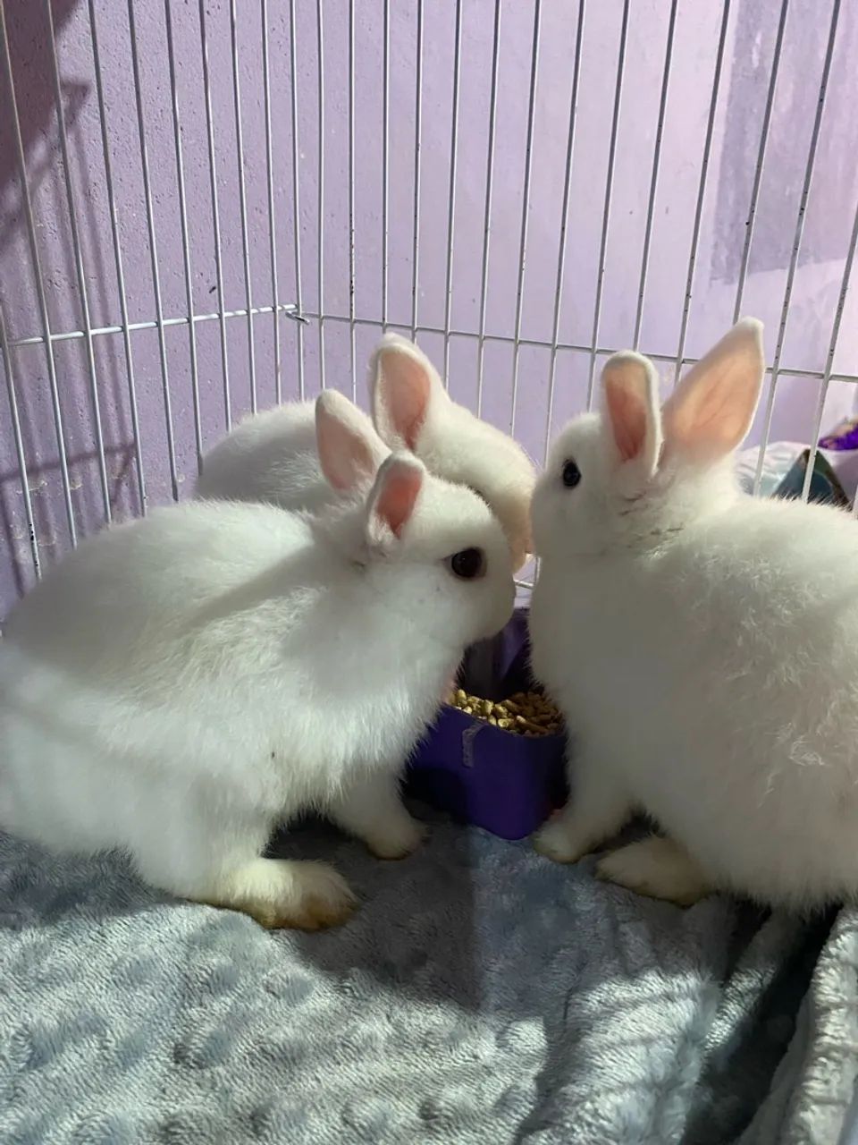 Mini Coelho Netherland Dwarf  - Foto 3