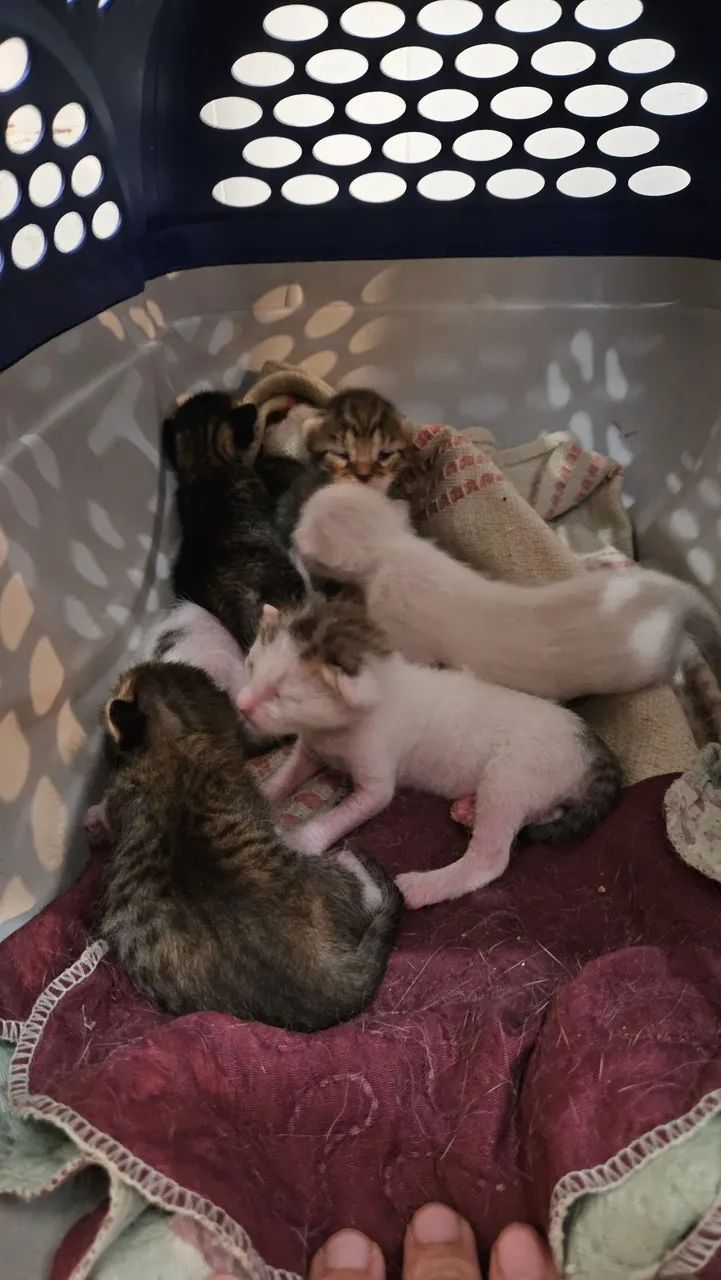 Gatinhos para Adoção Responsável somente após o desmame