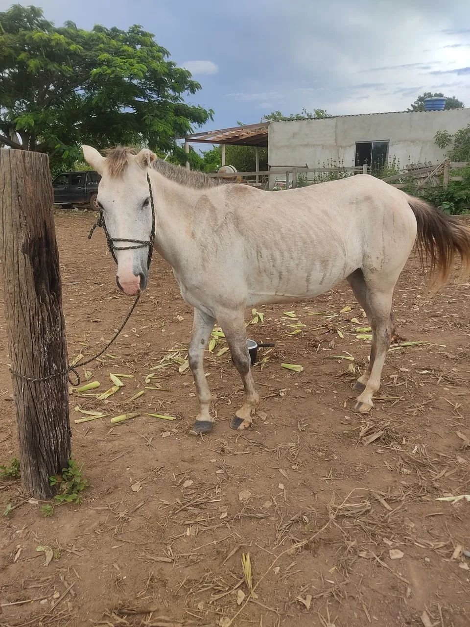 Égua mansinha  - Foto 5