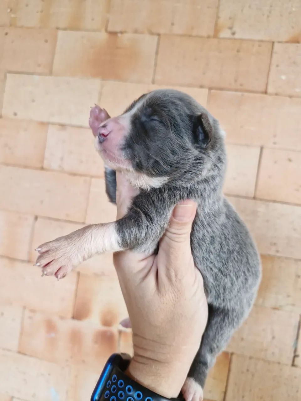 Filhotes de Border Collie  - Foto 4