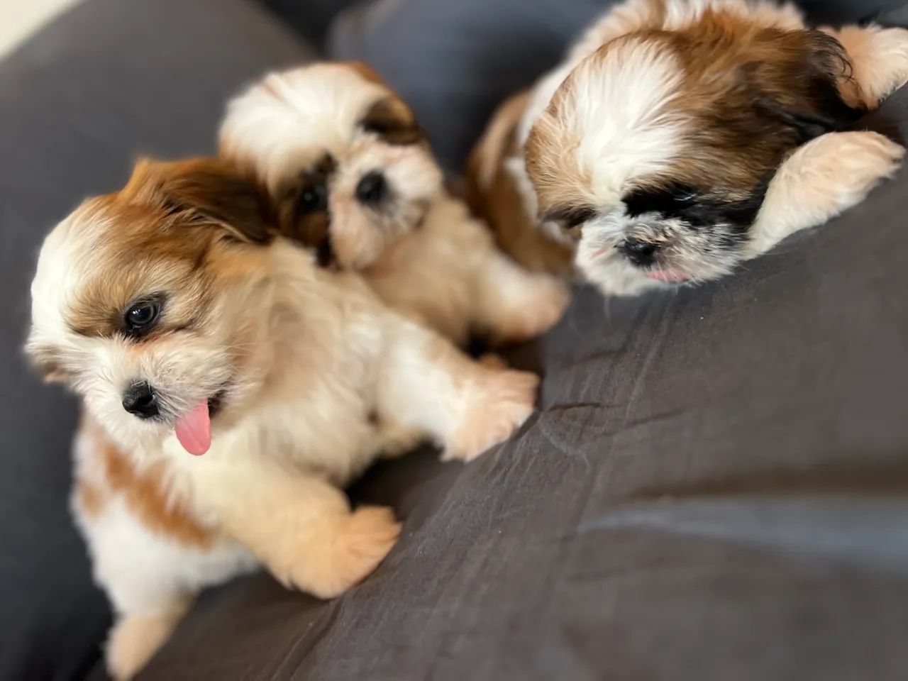 Shih tzu 