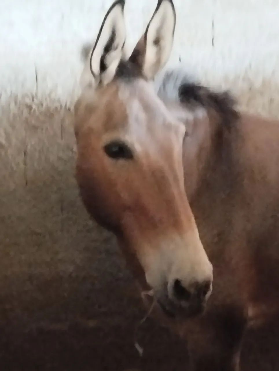 Animal  - Foto 3