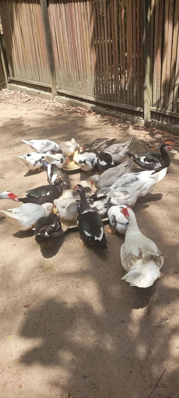 Patos ? - Foto 3