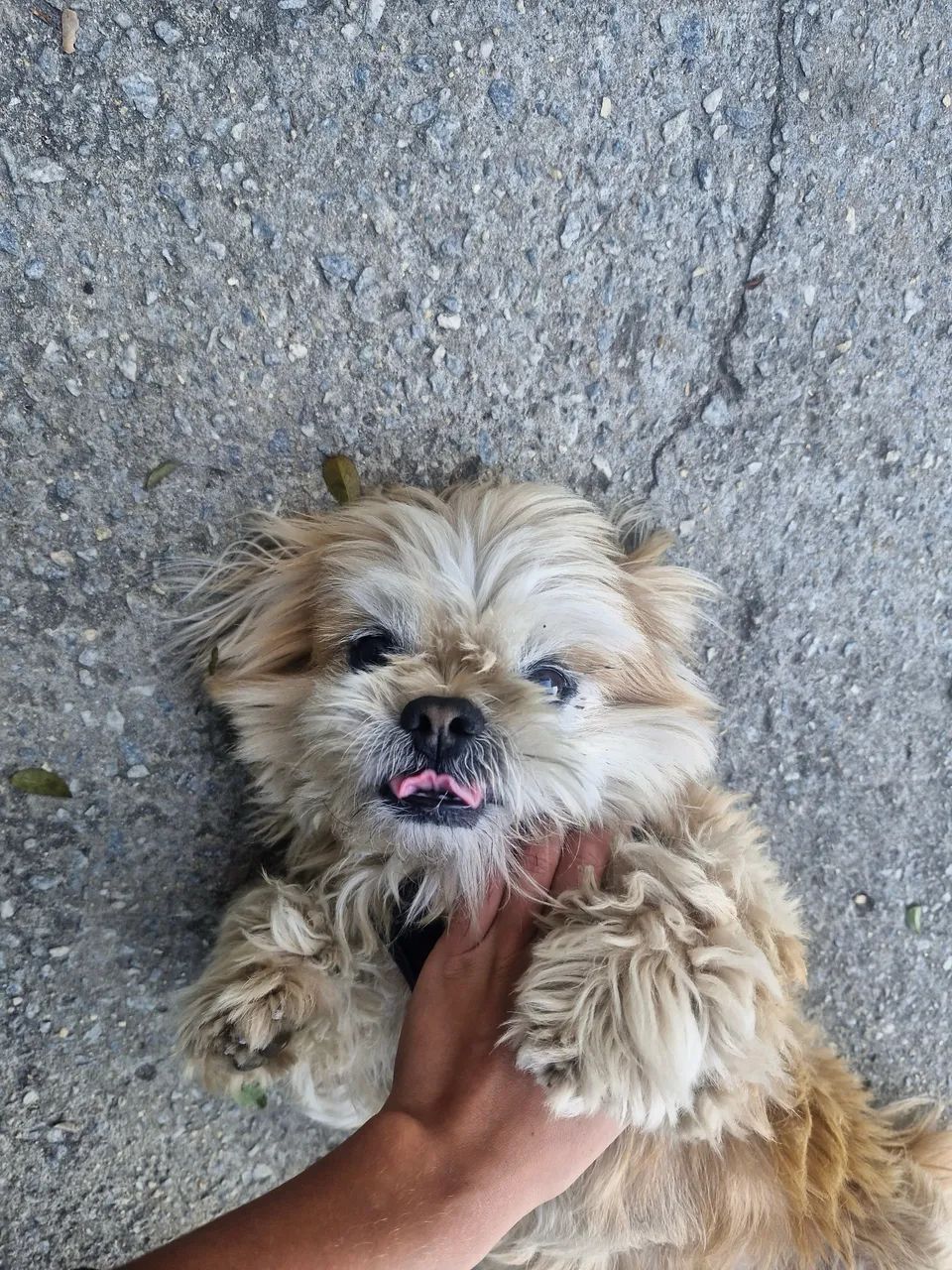 Cachorro shitzu  - Foto 4