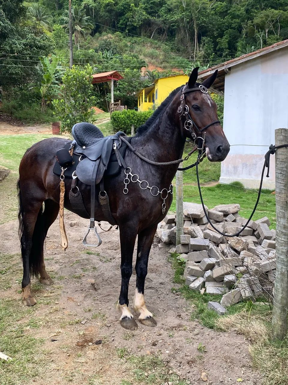 Égua  - Foto 2