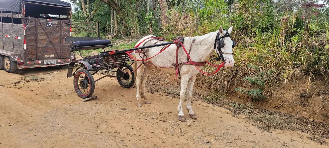 Egua com charrete completa - Foto 4