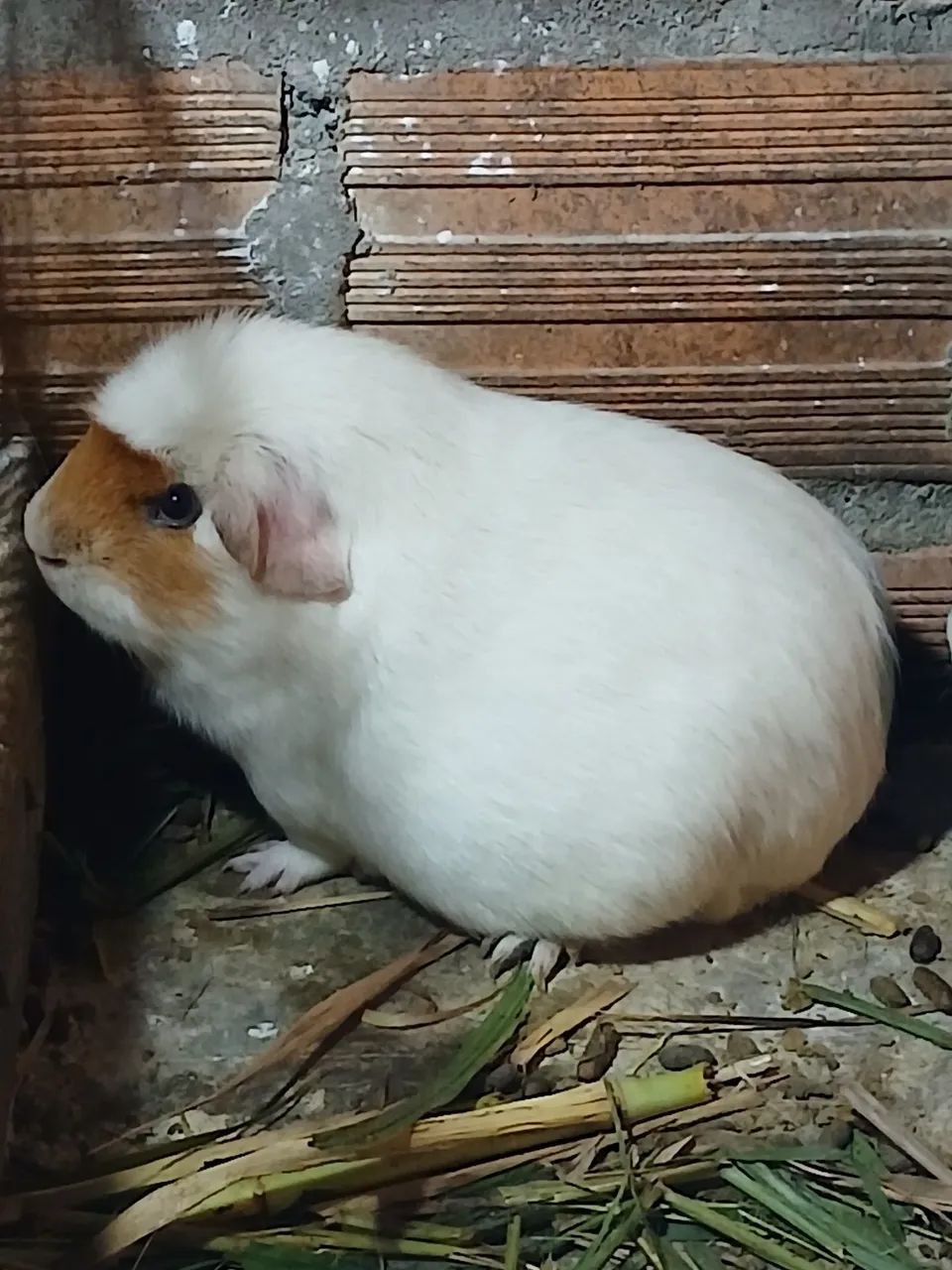 Cuy gigante peruano - Foto 3
