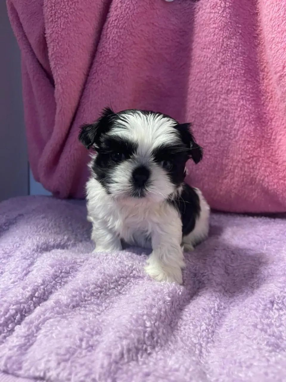 Lindos machos shih tzu  - Foto 2