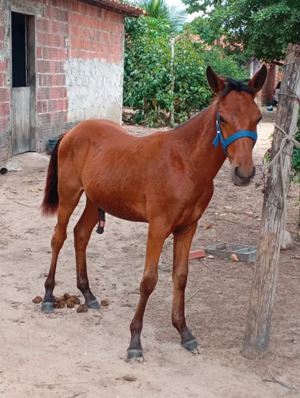 Cavalo  - Foto 2