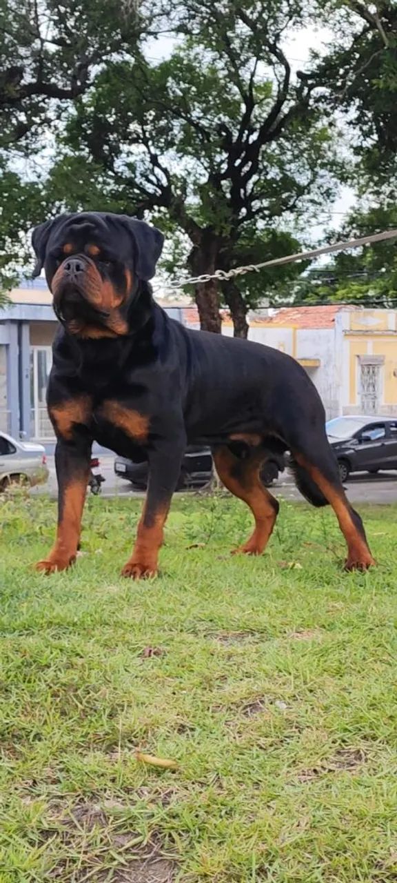Rottweiler  - Foto 4