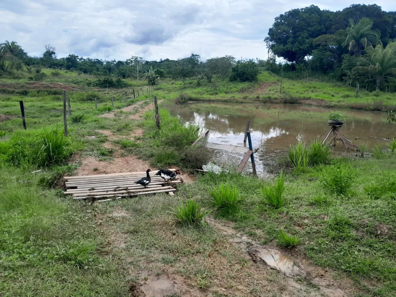 Foto - Rio Branco - Ivete Vargas