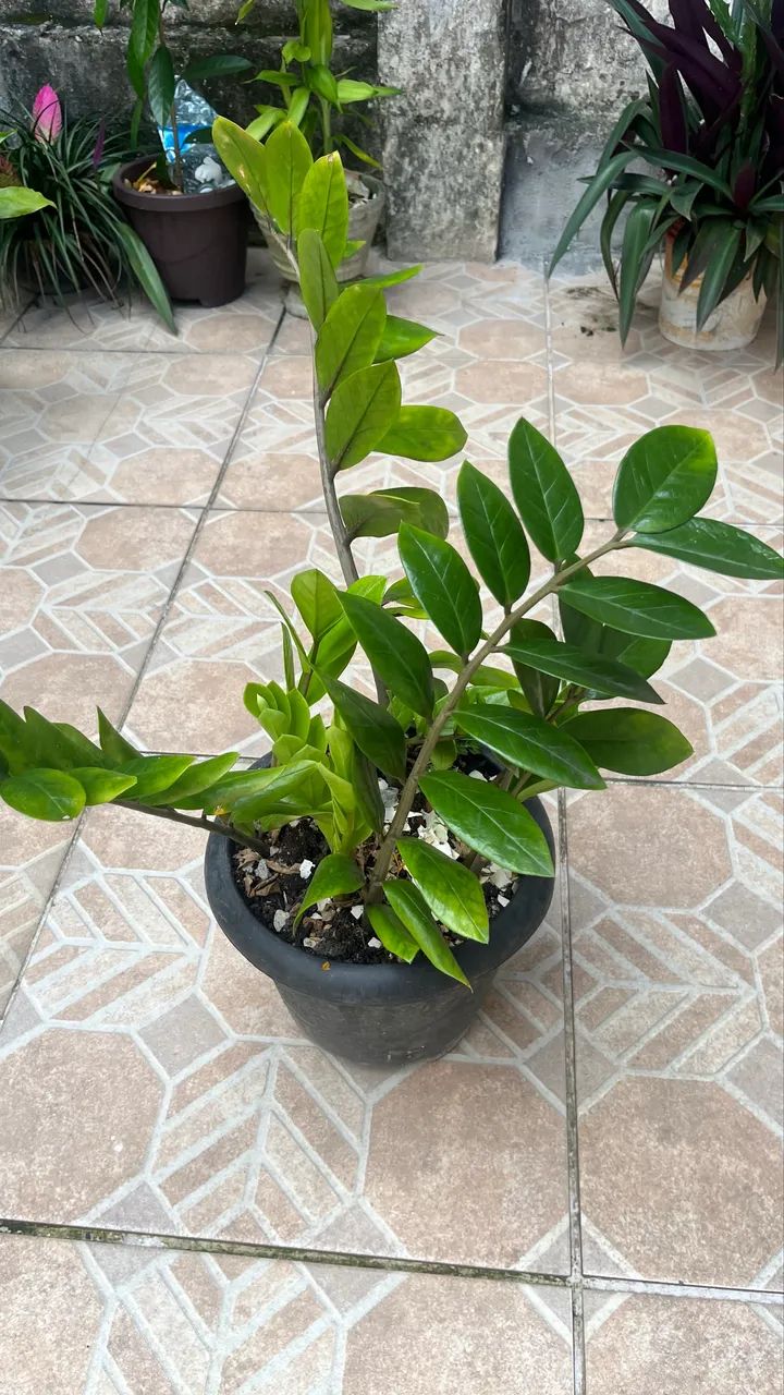 Planta zamioculca - Foto 2