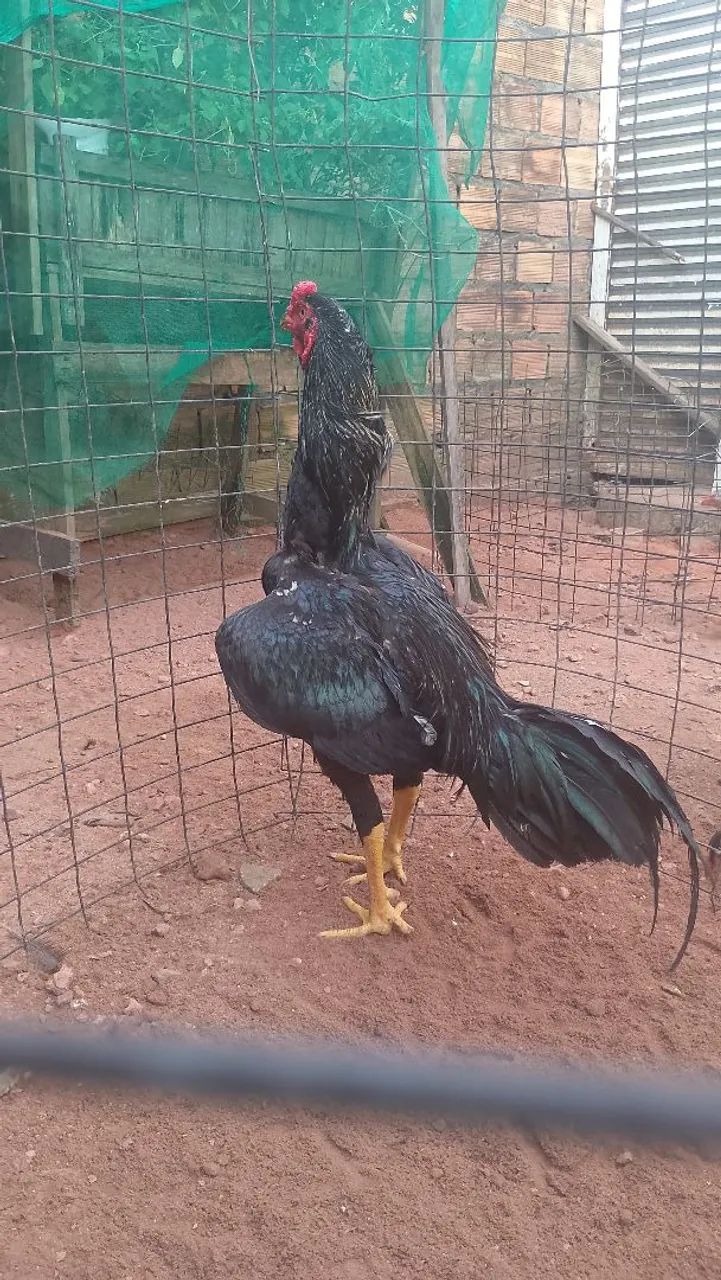 Frango Moura  - Foto 2
