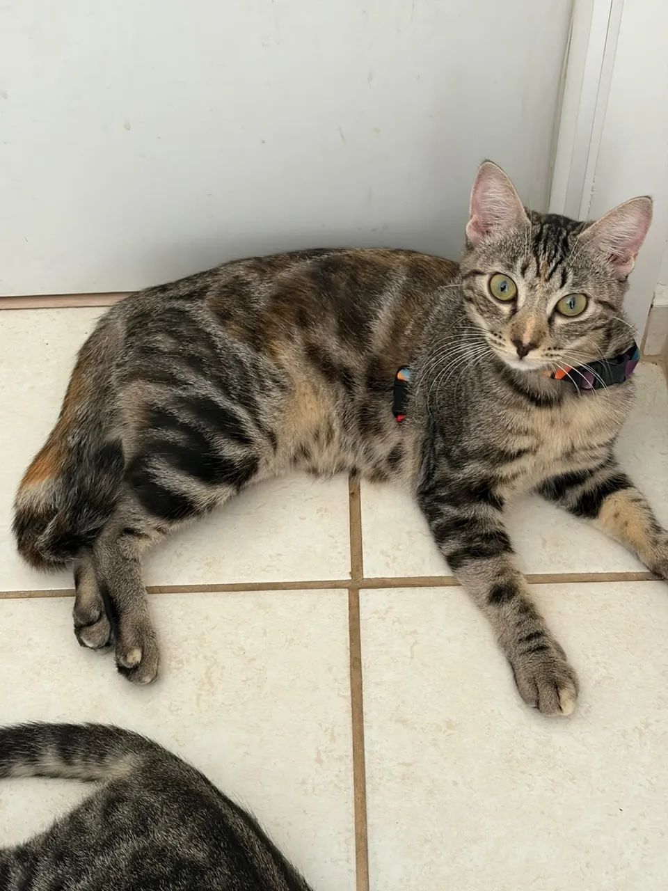 Gata adoção 
