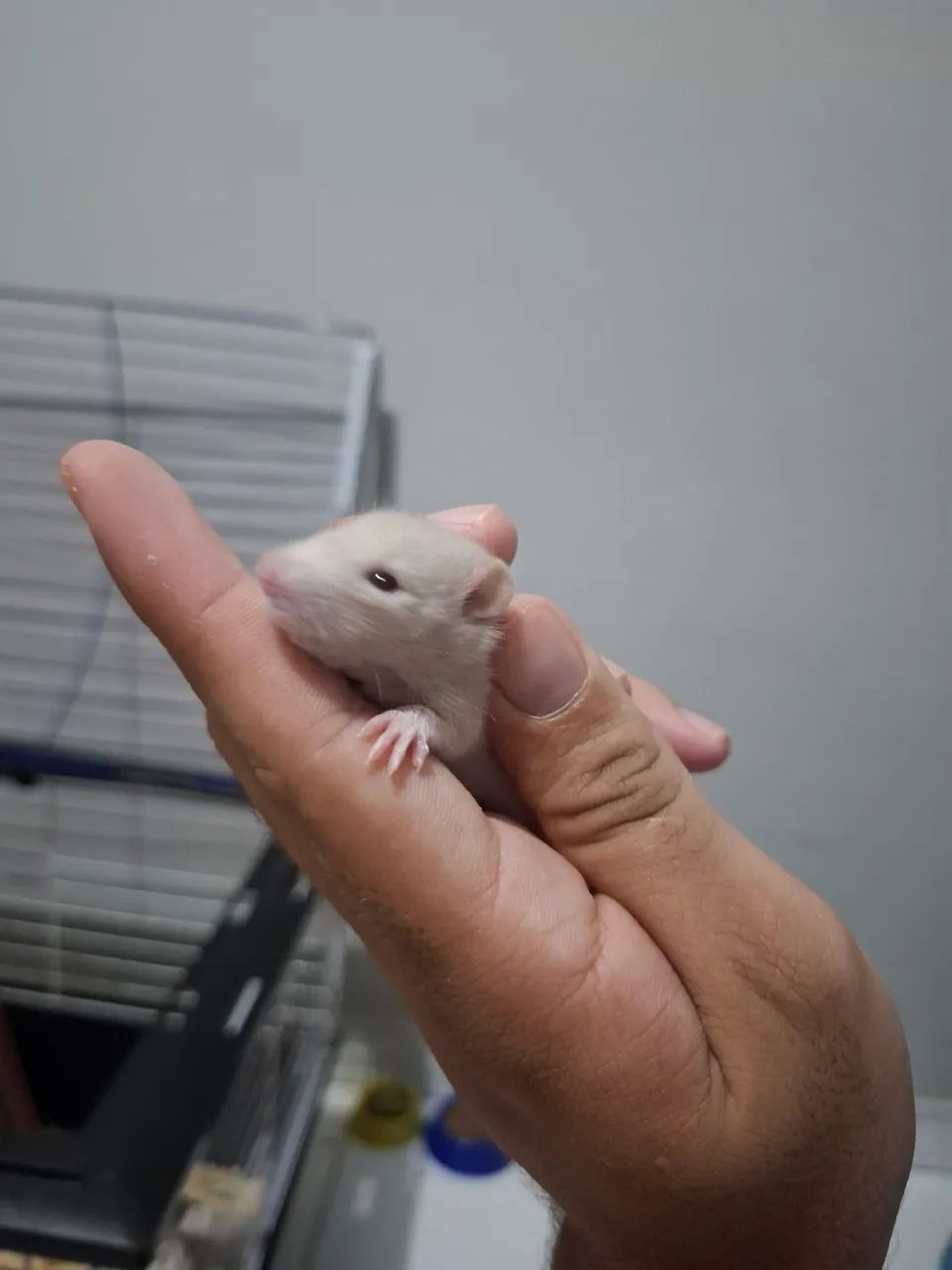 Filhotes de Rato twister  - Foto 5