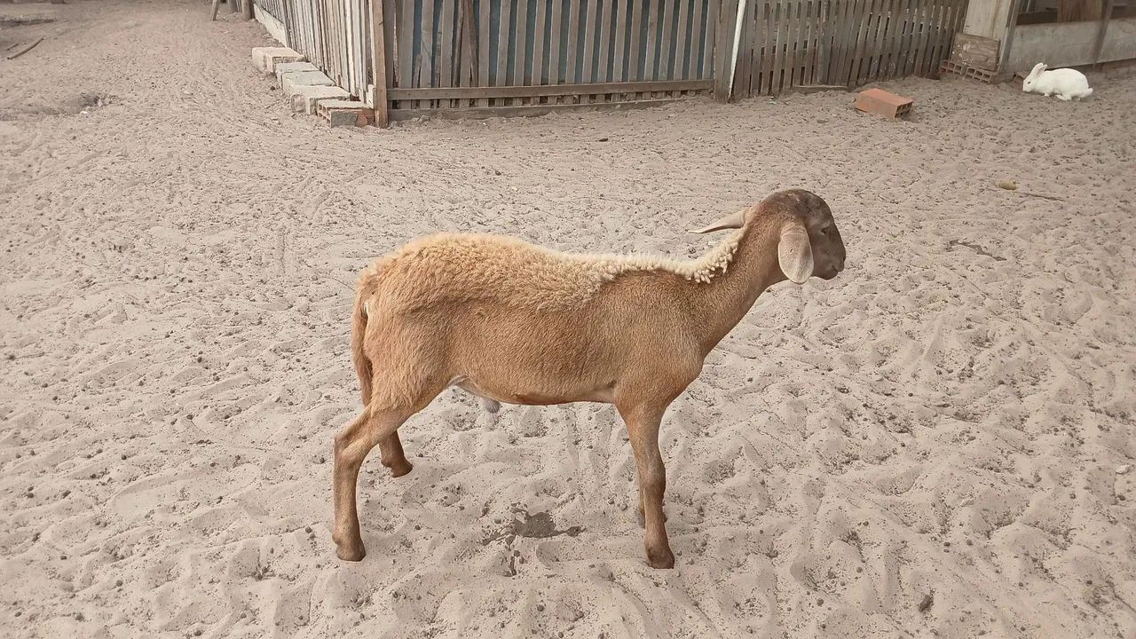 Borregos 