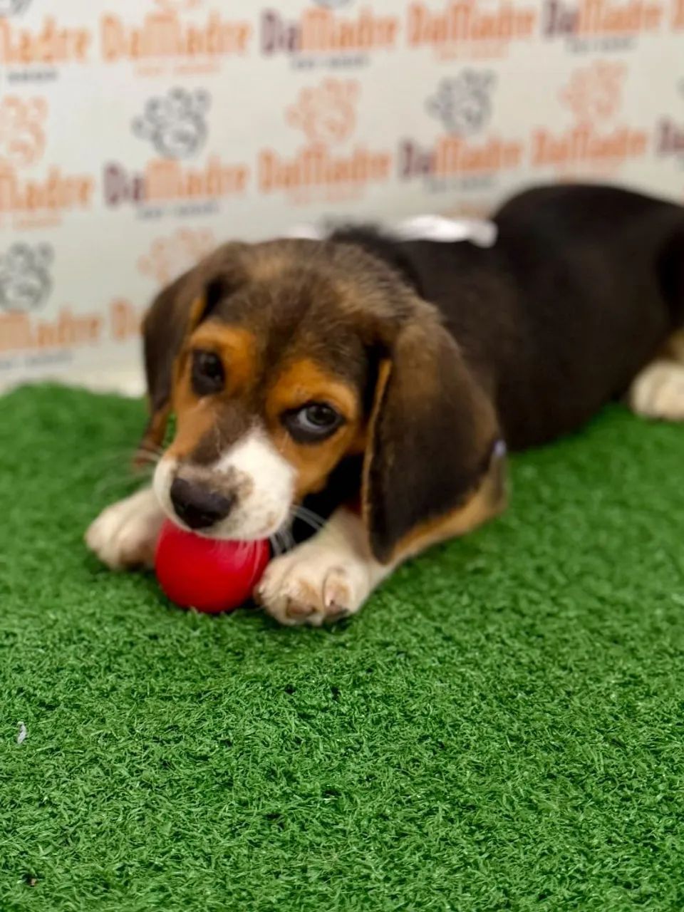 Beagle Macho 