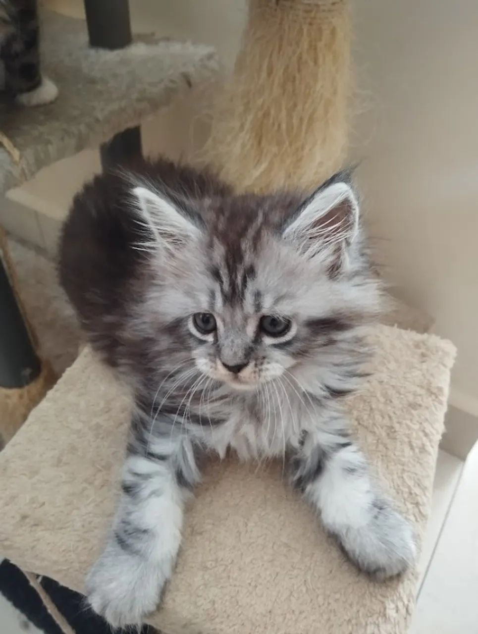 Filhotes Maine Coon - Foto 4