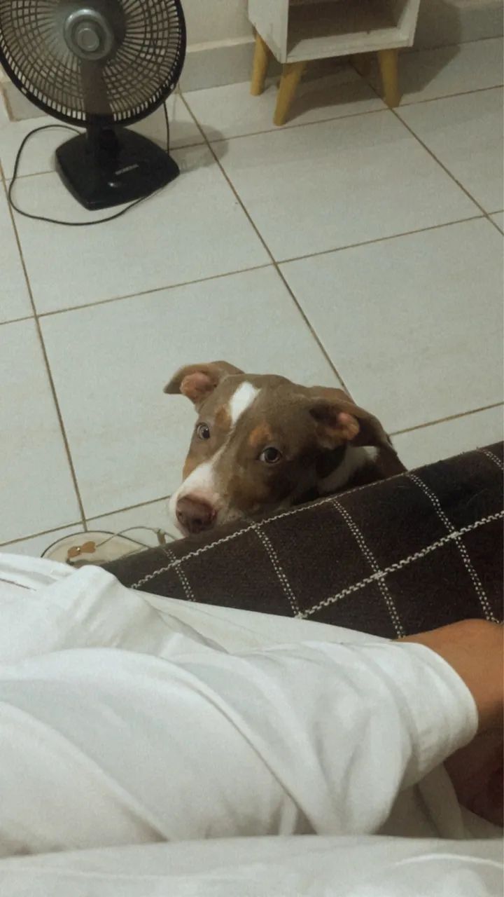 Cachorro 