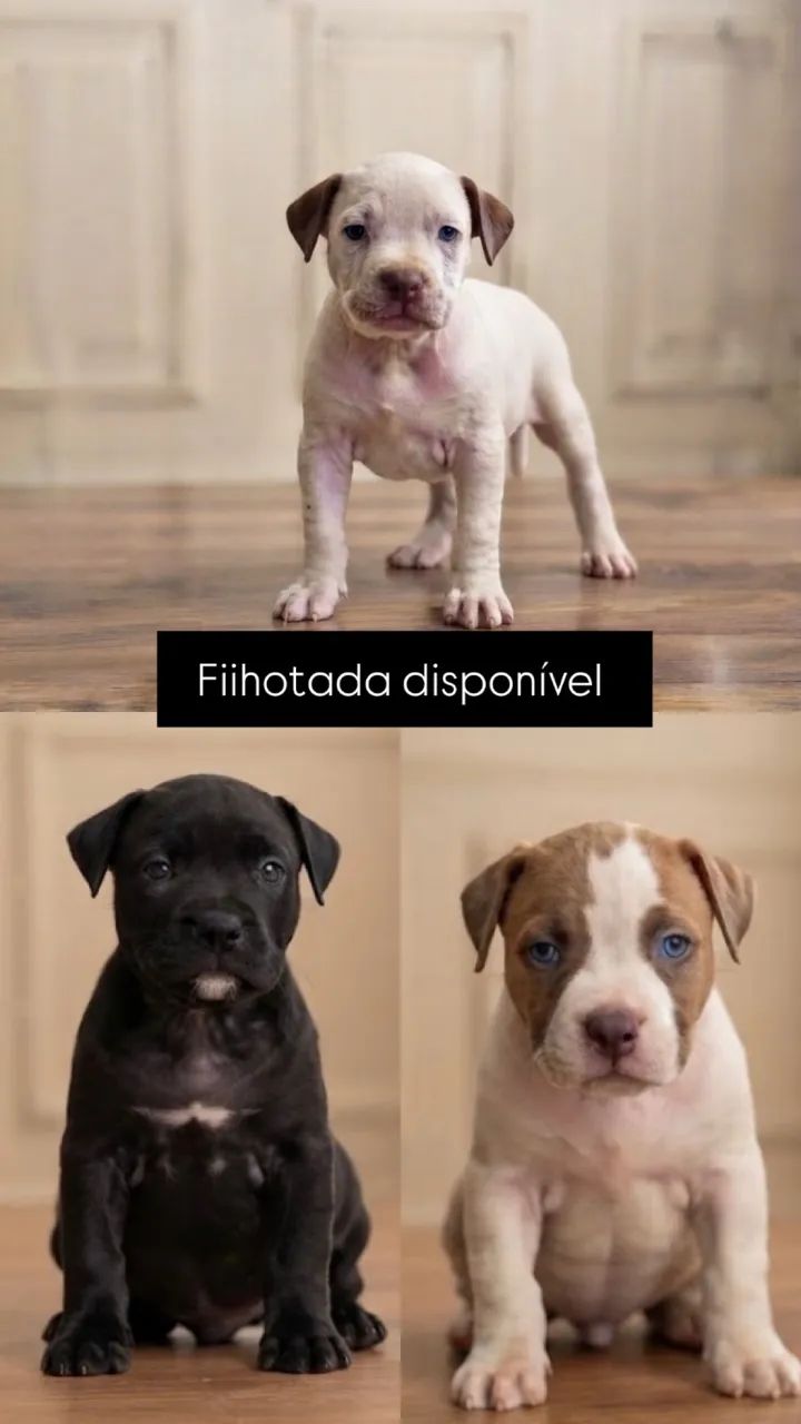 Pitbull 