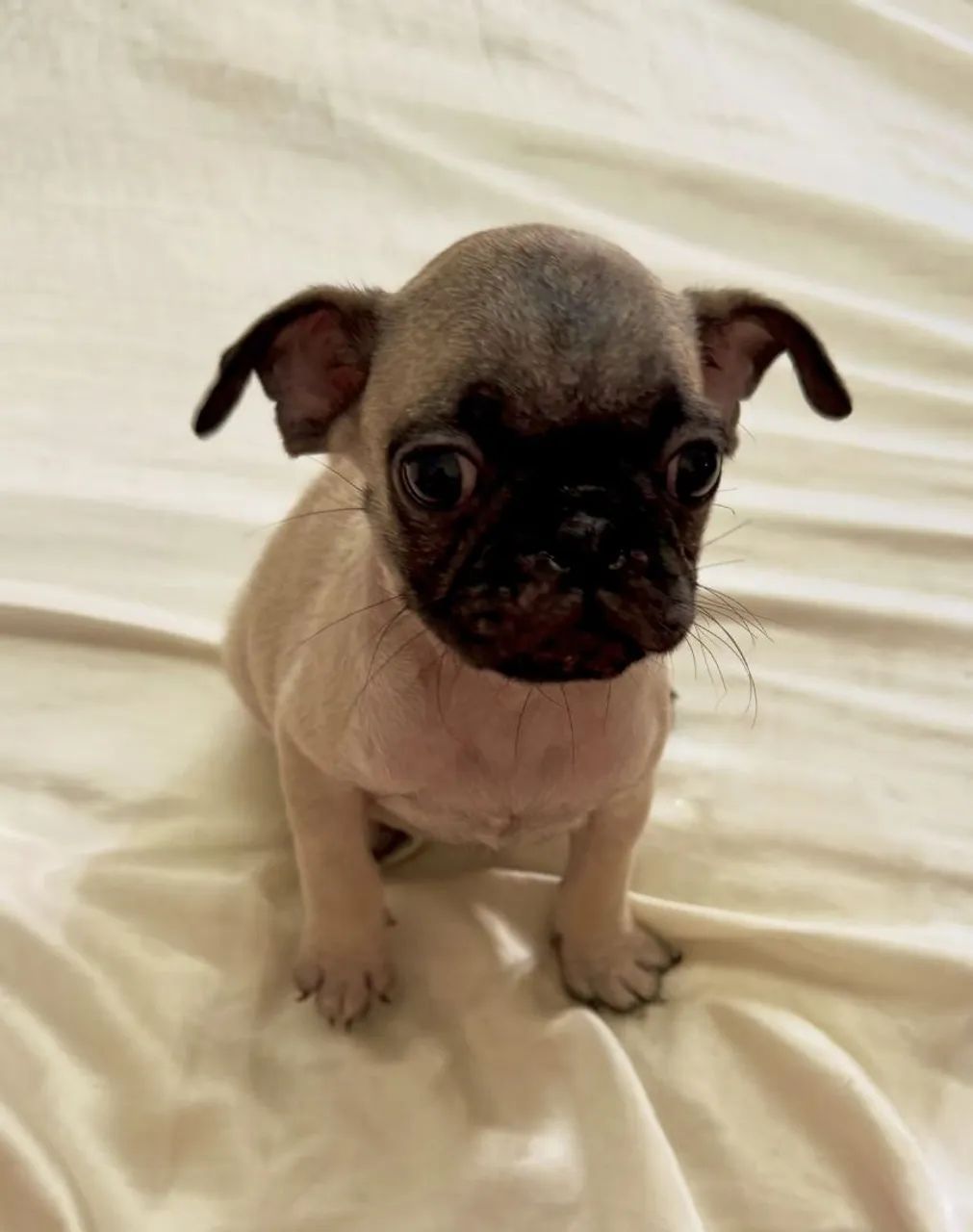 Filhote de pug 